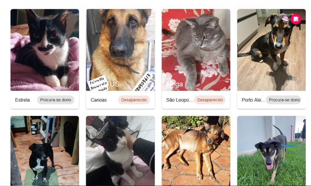 Site reúne cadastro com fotos de animais que se perderam dos seus tutores na enchente
