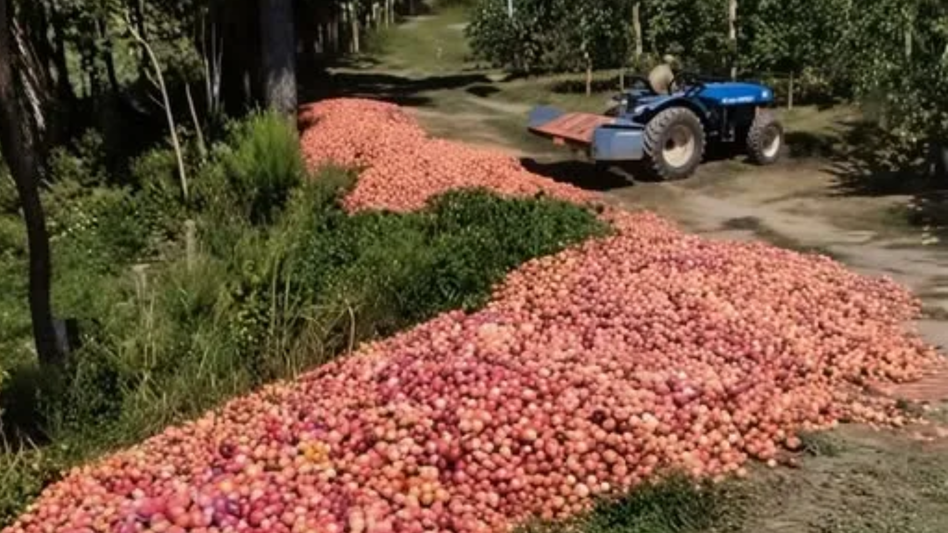 Desespero, agricultor joga 50 toneladas de ameixa fora por falta de mercado