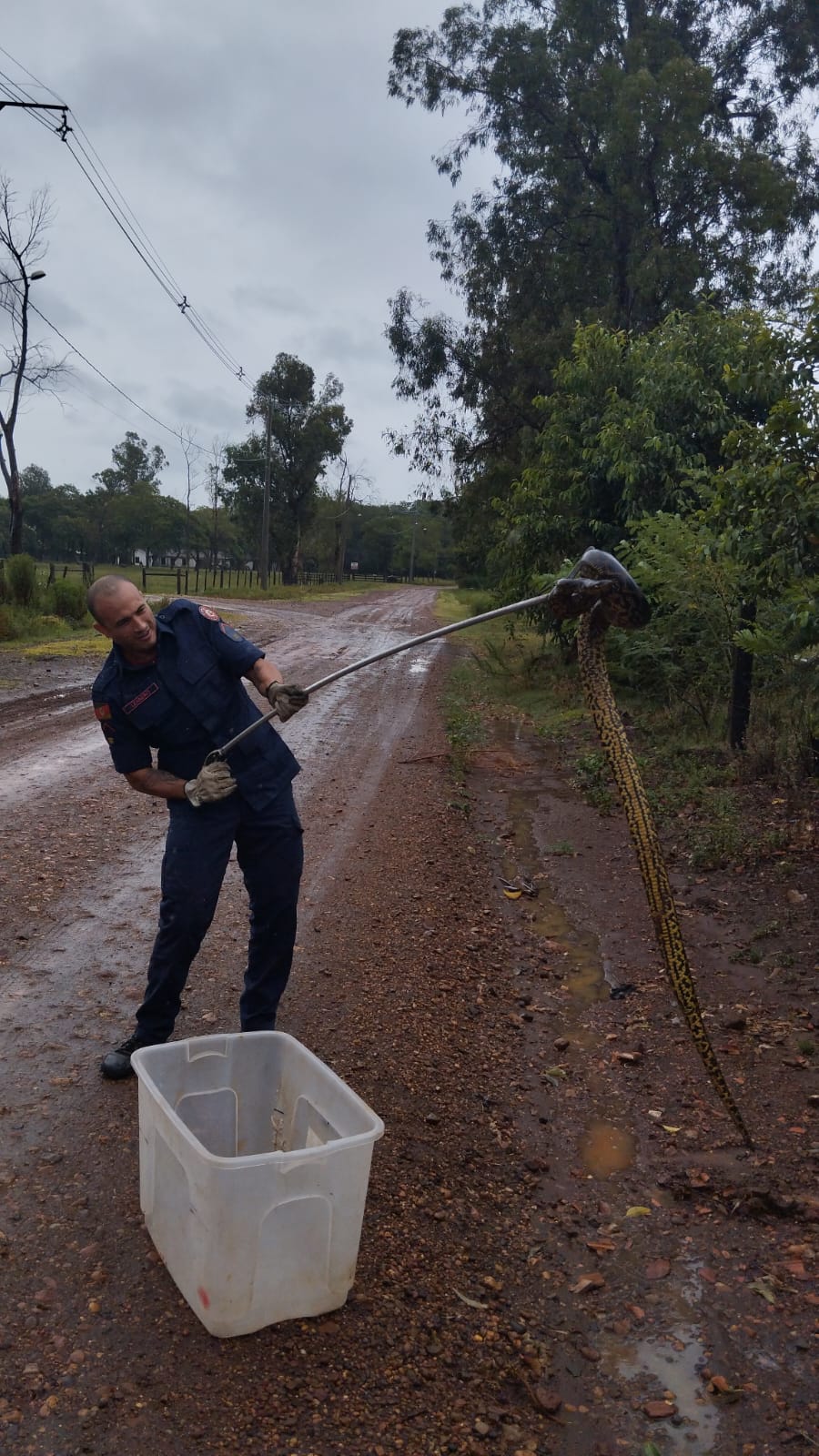Bombeiros capturam Sucuri de dois metros em São Borja