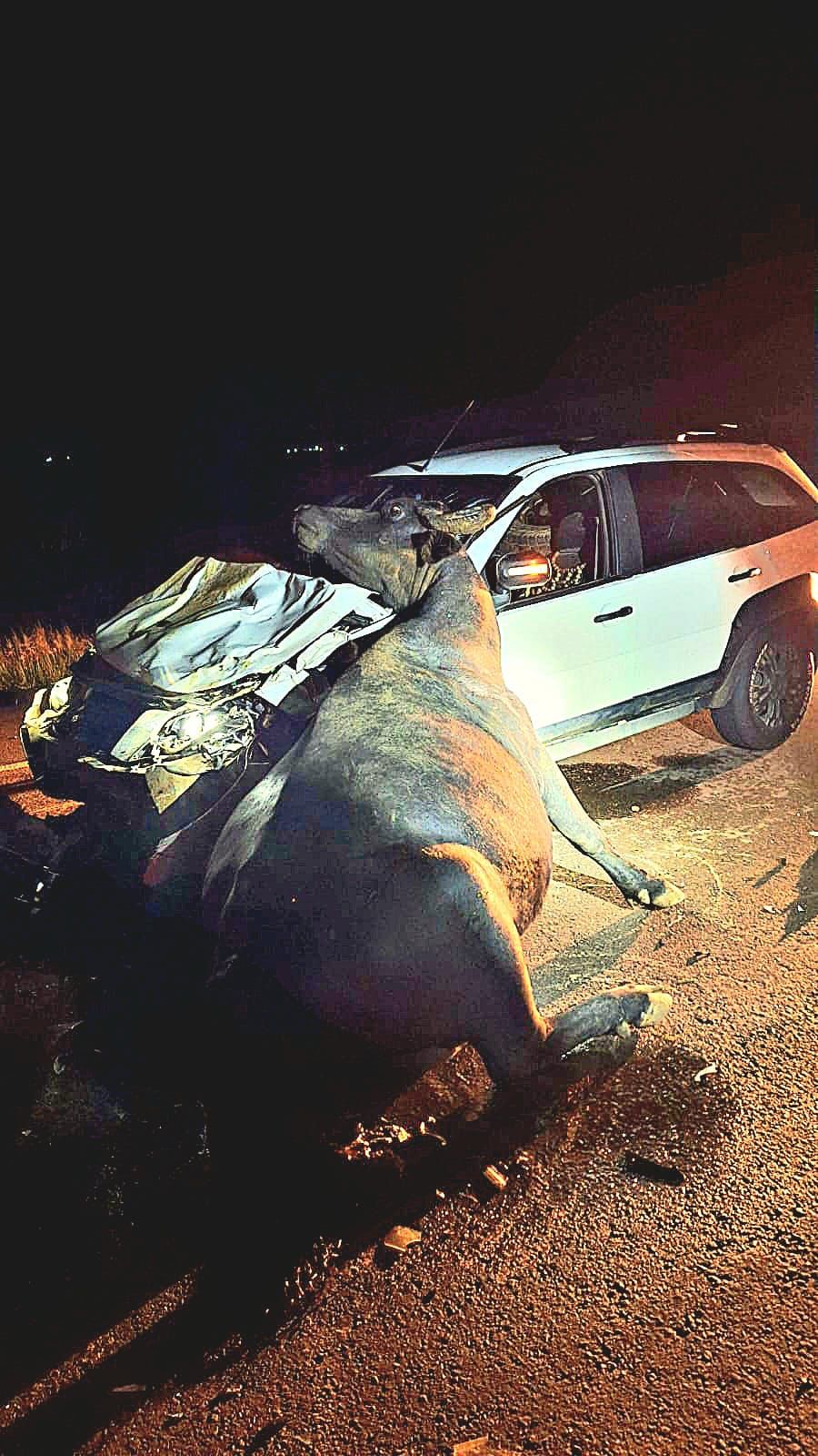 Motorista colide com búfalo na BR-472 e é preso por dívida de pensão alimentícia
