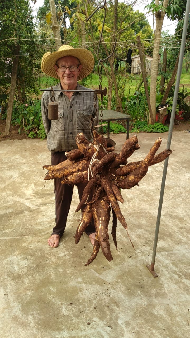 Agricultor colhe pé de mandioca de 28 quilos, em Constantina