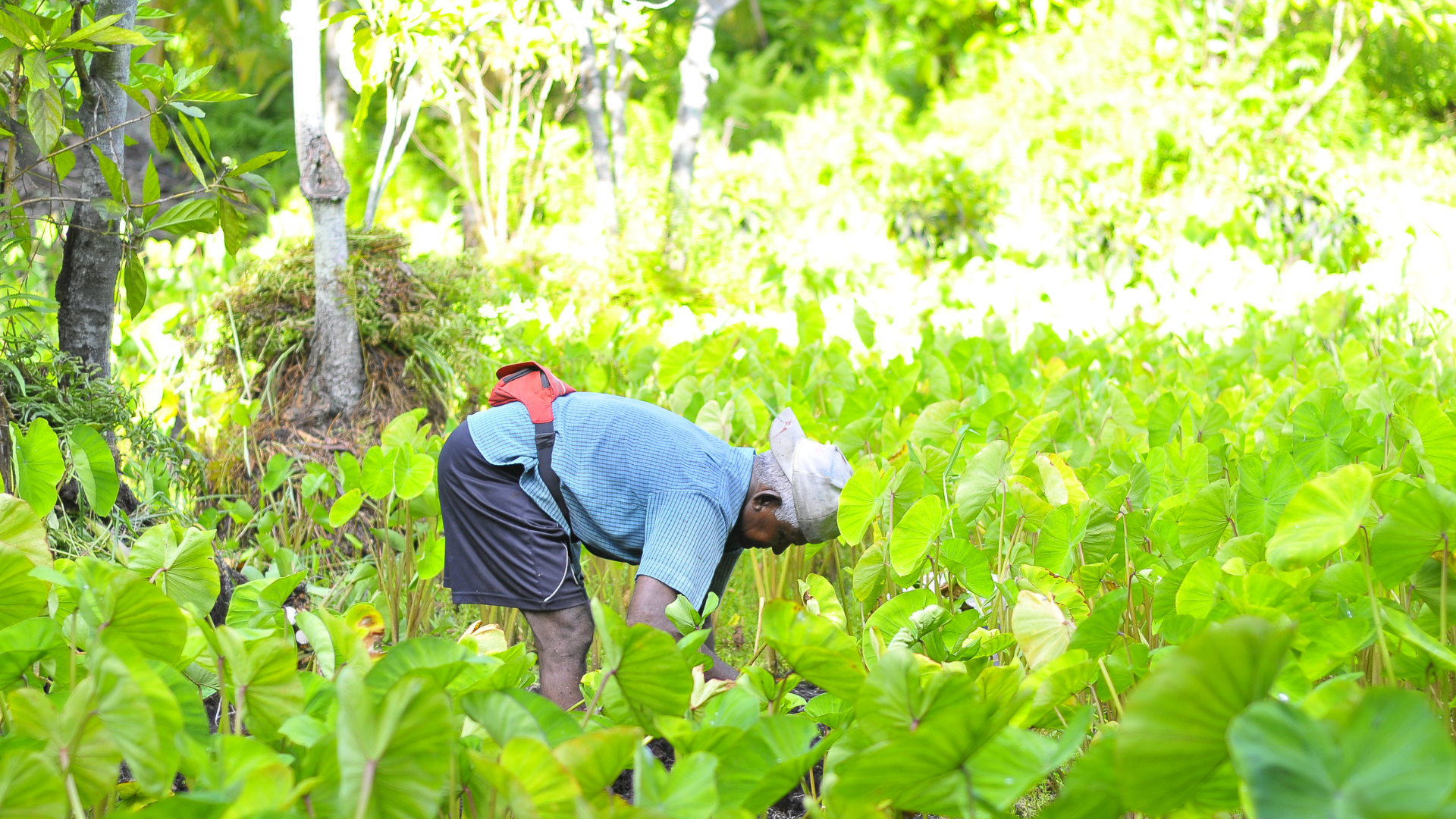 Cultivo de coca na colõmbia aumentaram 3% em 2024 atingindo 262.000 hectares.