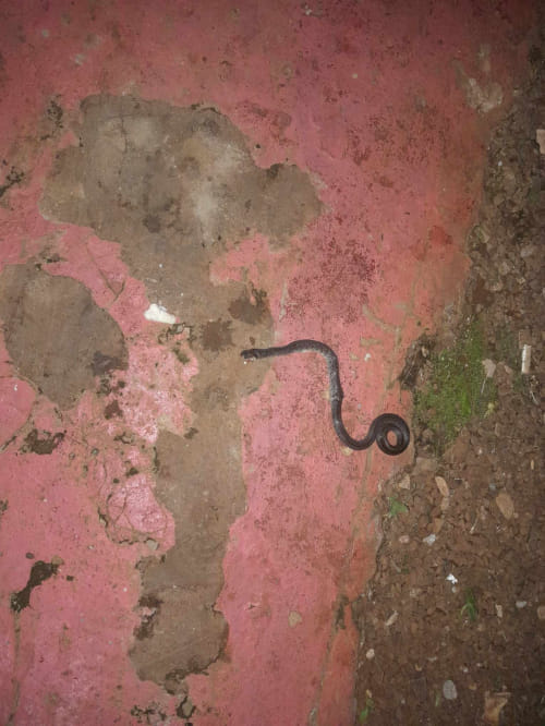 Serpente invadiu banheiro de casa em Crissiumal