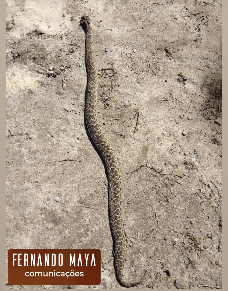 Mulher morre após ser picada por cobra no Noroeste do RS