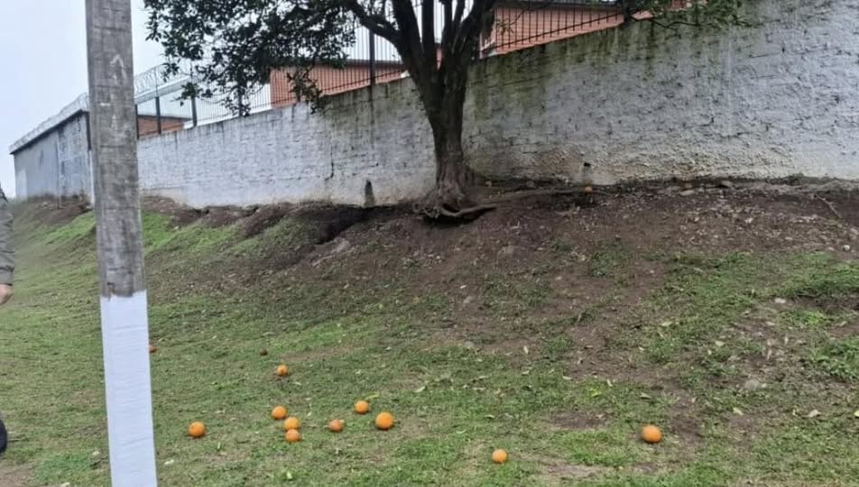Idoso morre ao cair de árvore em que subiu para pegar frutos, em Caxias do Sul.