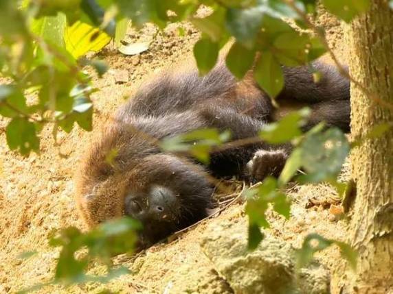 Vigilância em Saúde confirma caso de febre amarela identificada em macaco na Região