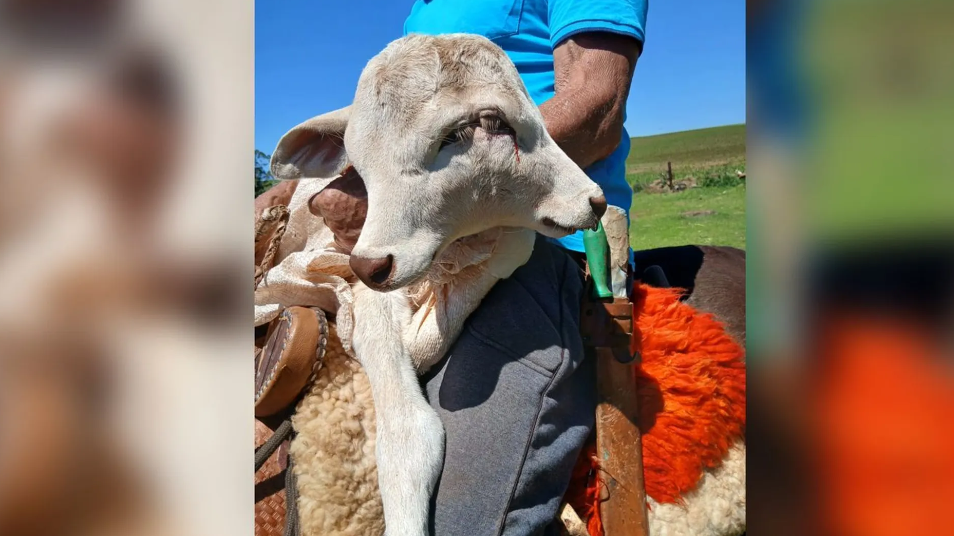 Bezerra com duas cabeças nasce em propriedade rural de Santa Catarina