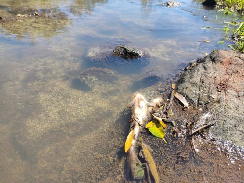 Batalhão Ambiental flagra Mortandade de peixes no Noroeste do RS