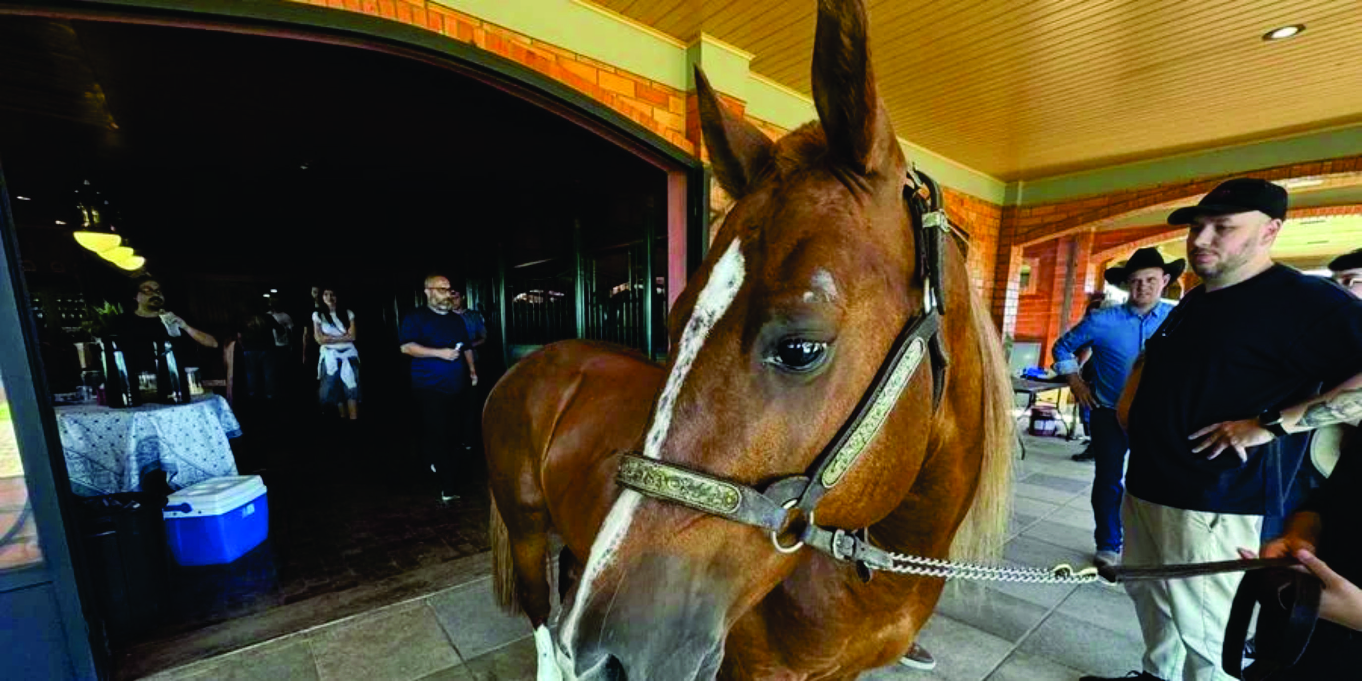 Cavalo Caramelo é astro de divulgação da sexta temporada de série norte-americana