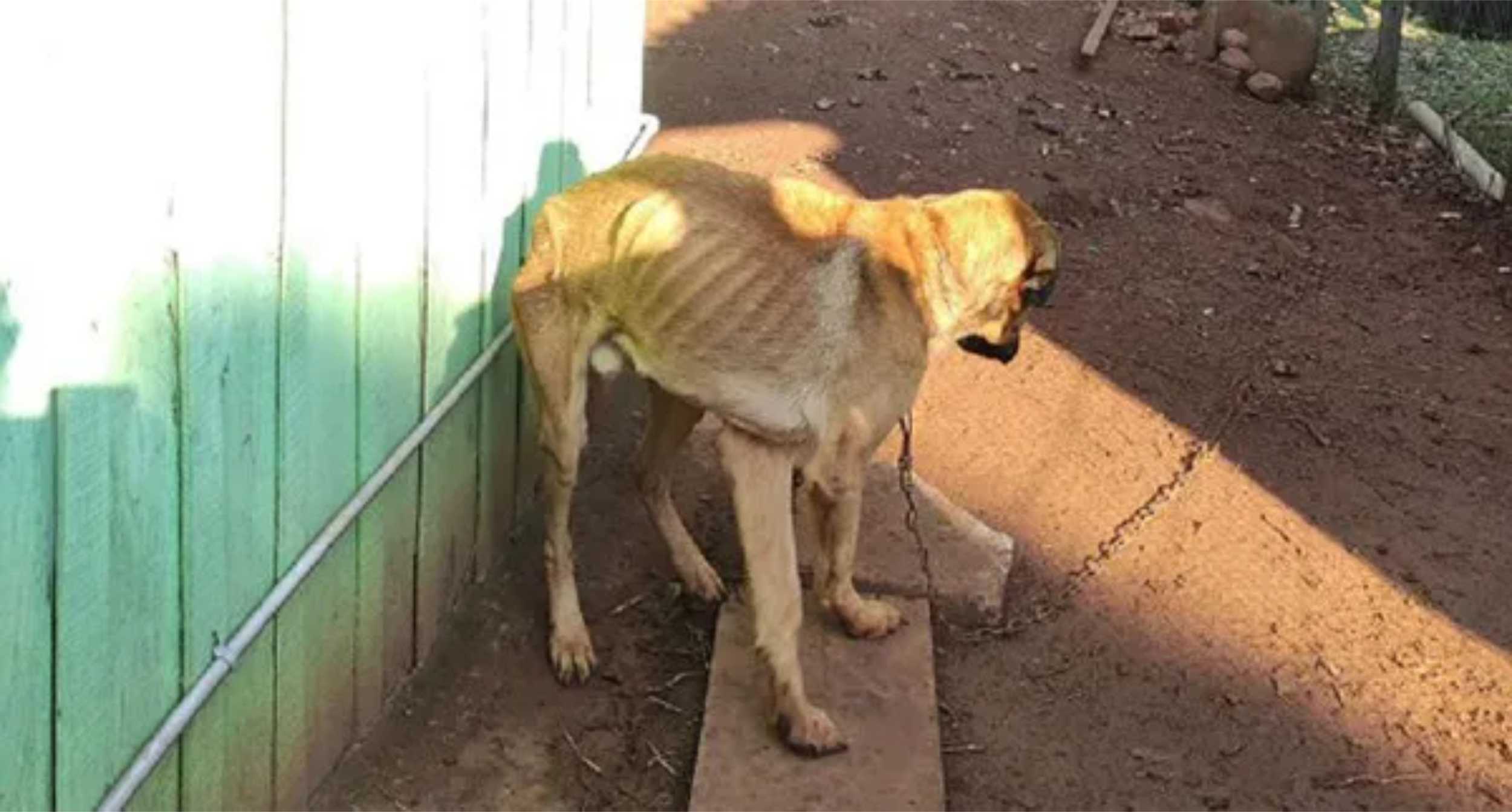 Brigada Militar realiza prisão por maus-tratos a cães em Três Passos