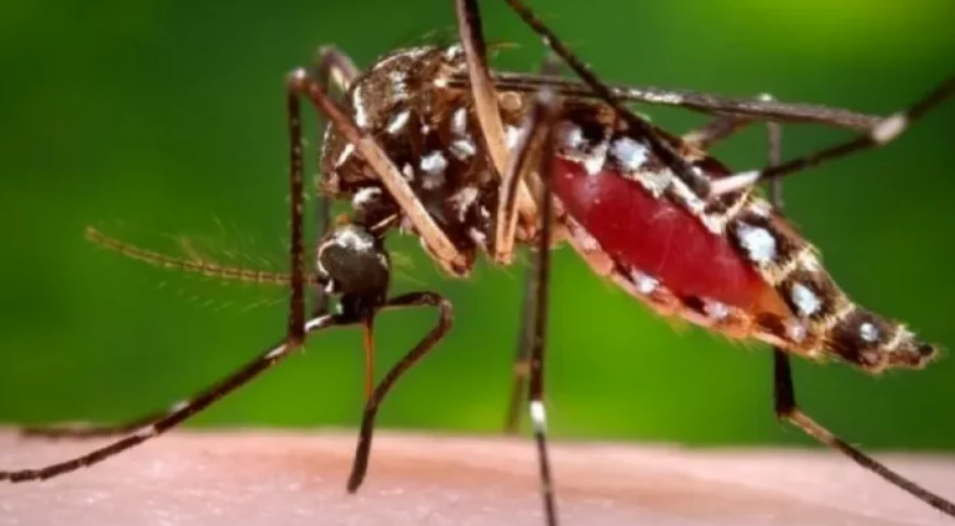 Primeiro caso de Febre Chikungunya é registrado em Santo Ângelo em 2025