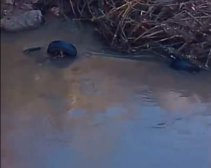 Carro cai de ponte entre Espumoso e Mormaço e duas pessoas morrem