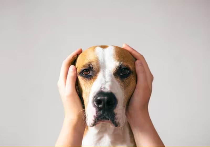 Veterinário explica como proteger pets de fogos de artifício neste fim de ano