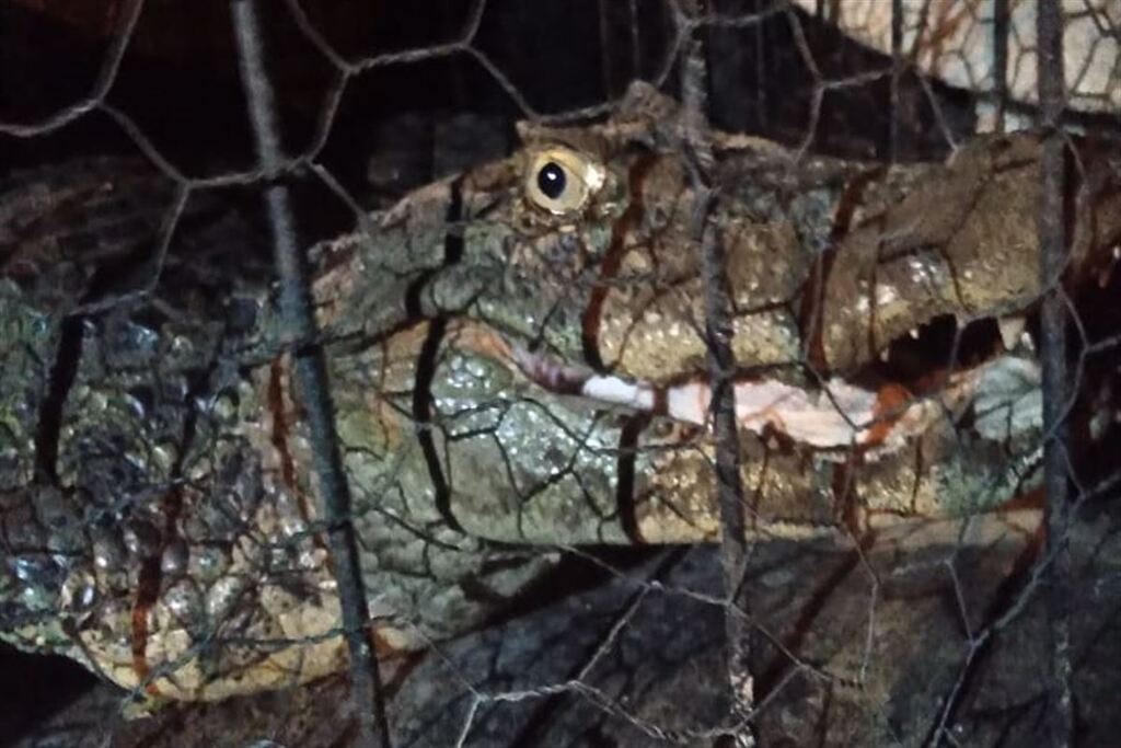 Jacaré de 2 metros é capturado em quintal de residência em cidade do RS