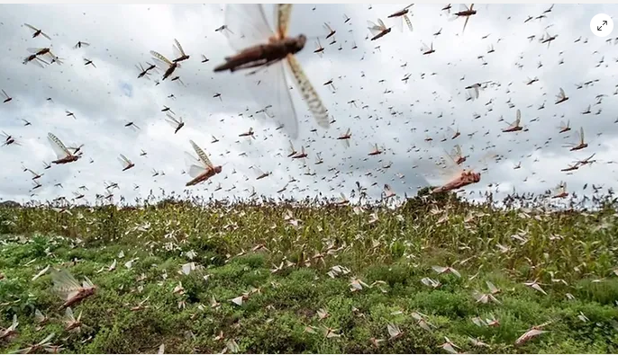 Gafanhotos voltam a provocar alerta na Argentina anos após praga