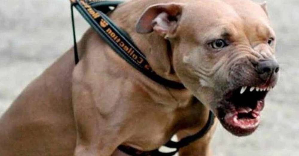 Antes de ser preso, homem solta Pitbull em direção a policiais em Santo Ângelo