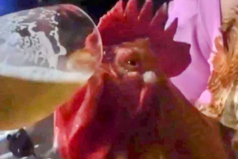 Duas pessoas são indiciadas após fazerem galo ingerir bebida alcóolica em Panambi