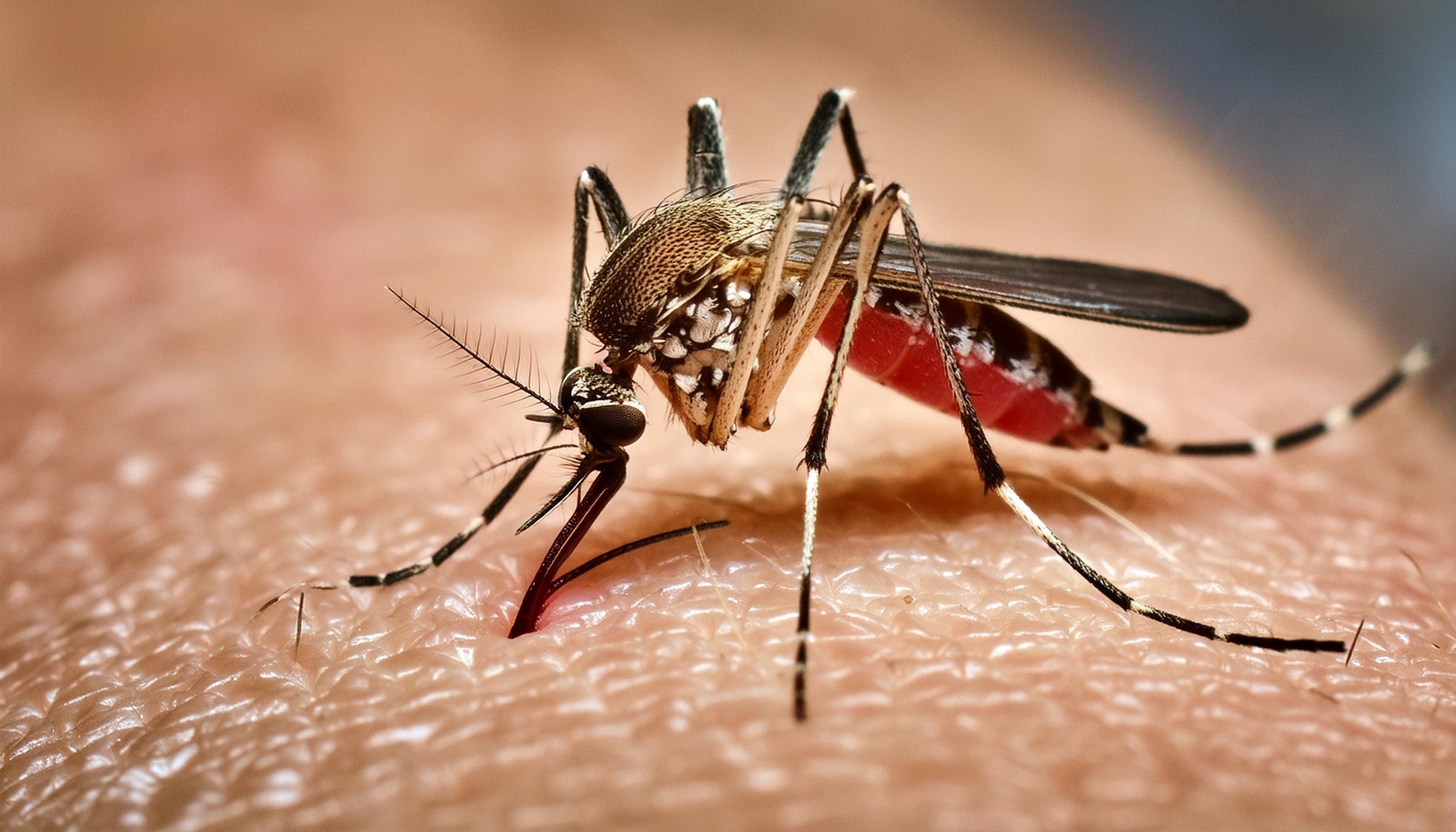 Panambi tem cinco casos suspeitos de dengue