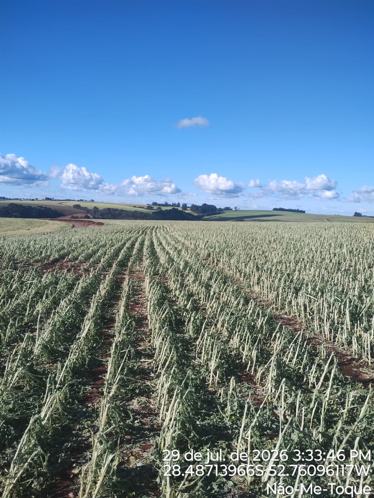 Temporal causou perdas totais em 300 hectares de aveia branca e 600 hectares de canola em Não-Me-Toque