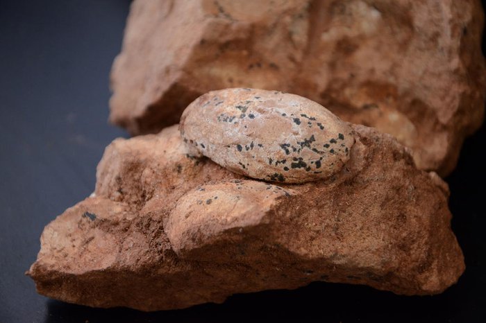 Ovos de 80 milhões de anos são encontrados durante obra em rodovia de Minas Gerais