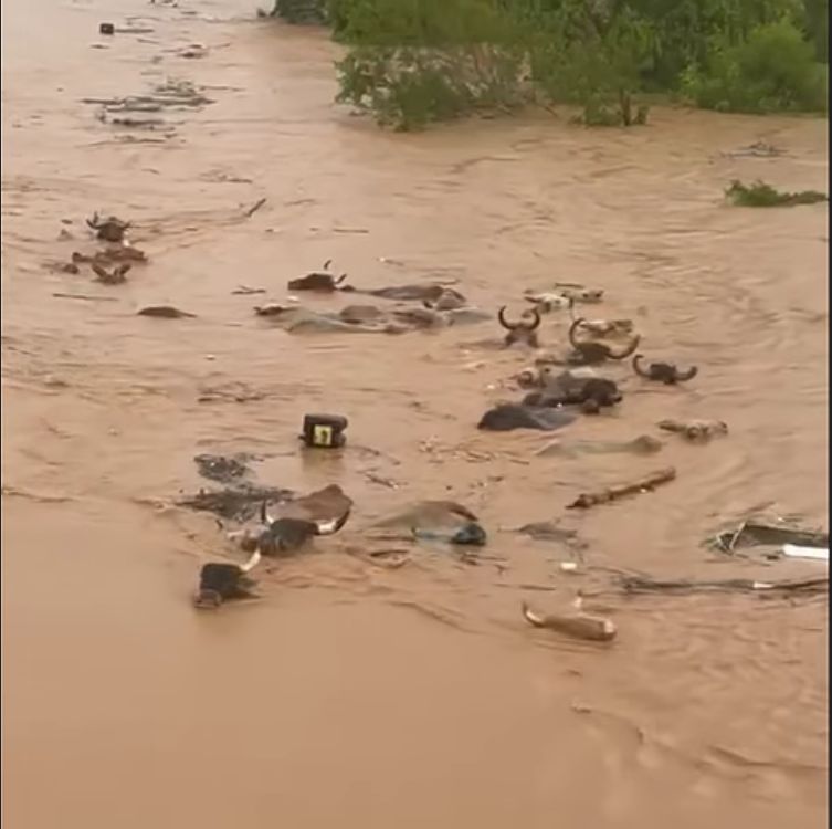 VÍDEO: Animais são arrastados por forte correnteza após chuvas em SC