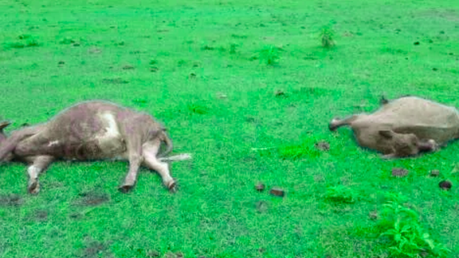 Raio mata duas novilhas no interior de Horizontina