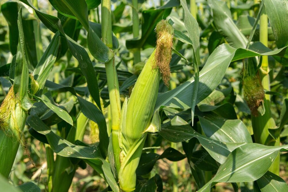 Flagrados furtando milho verde em lavoura no interior de Panambi