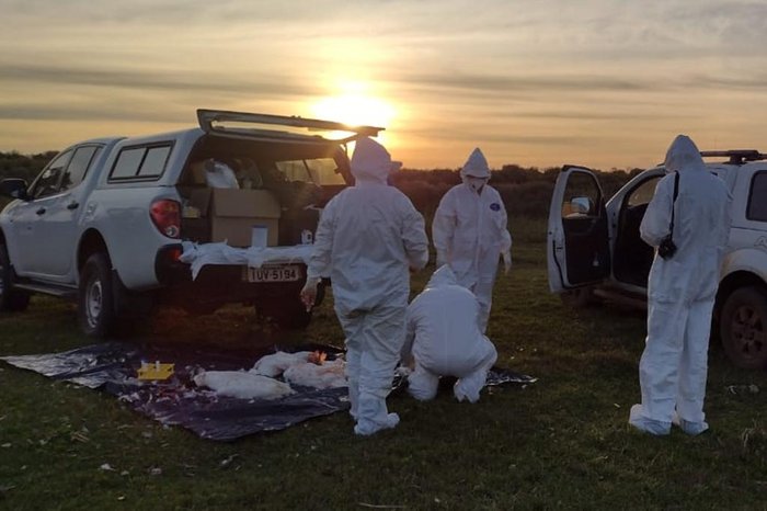 Ministério da Agricultura confirma foco de influenza aviária na Estação Ecológica do Taim