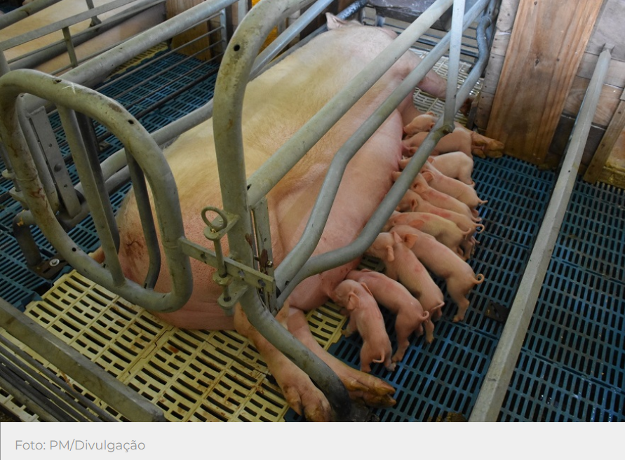 Três Passos figura no sexto lugar entre os 20 maiores produtores de suínos do RS