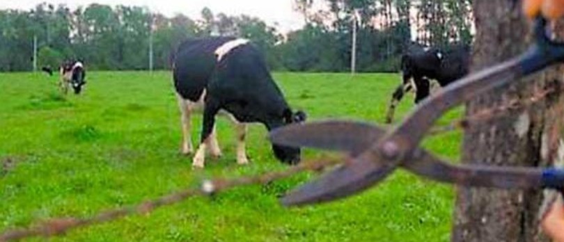 Proprietário denuncia furto de animais em Tucunduva