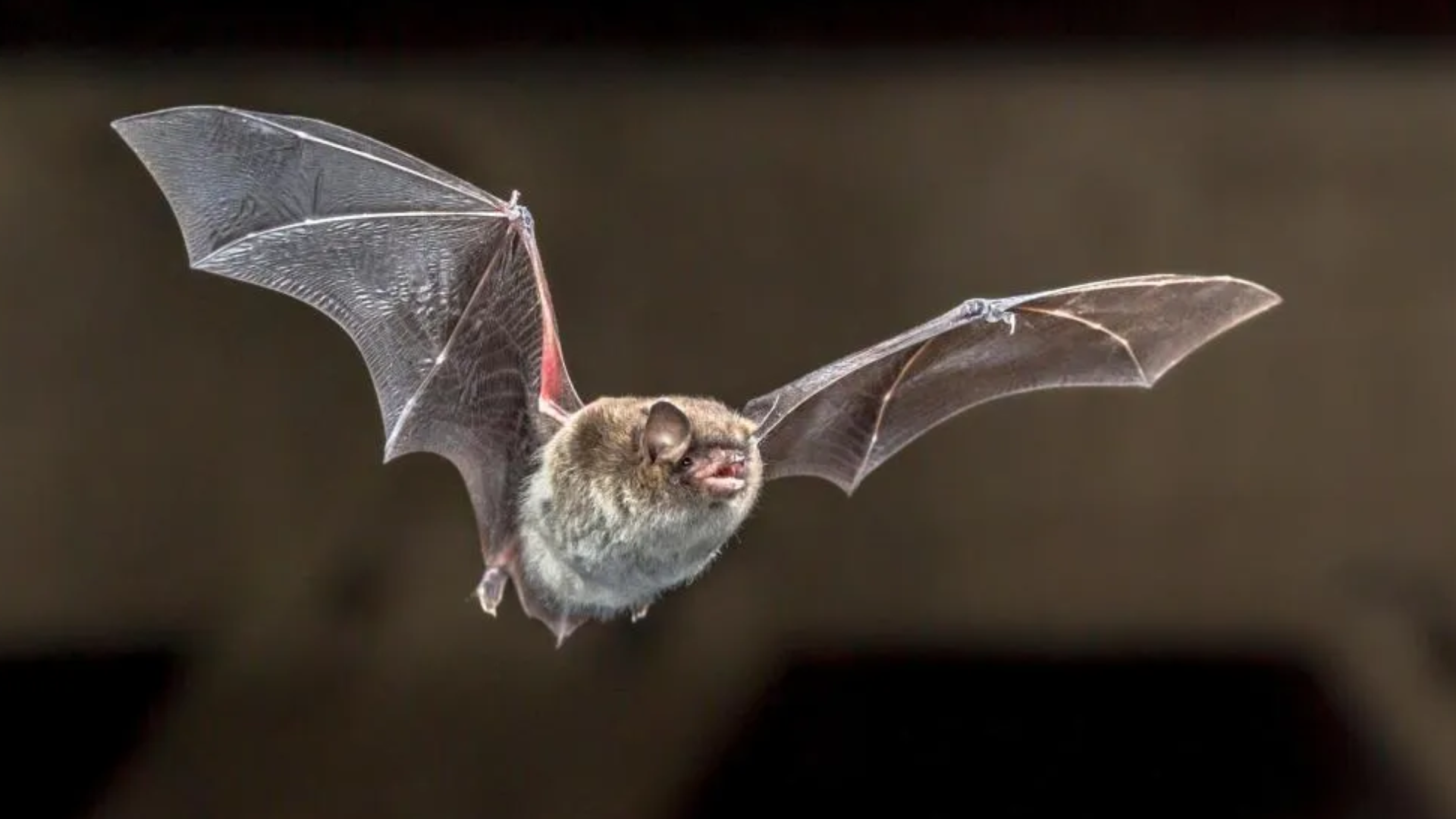 Inspetoria Veterinária confirma morte de bovino por raiva herbívora no norte do RS