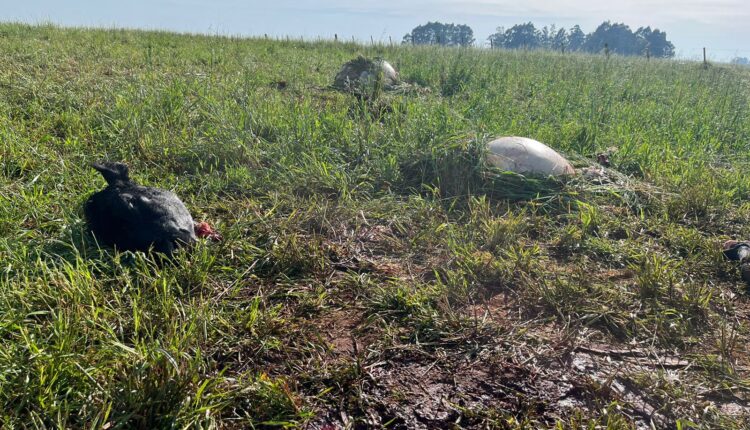 Criminosos carneiam bois e deixam restos em fazenda de Santa Bárbara do Sul