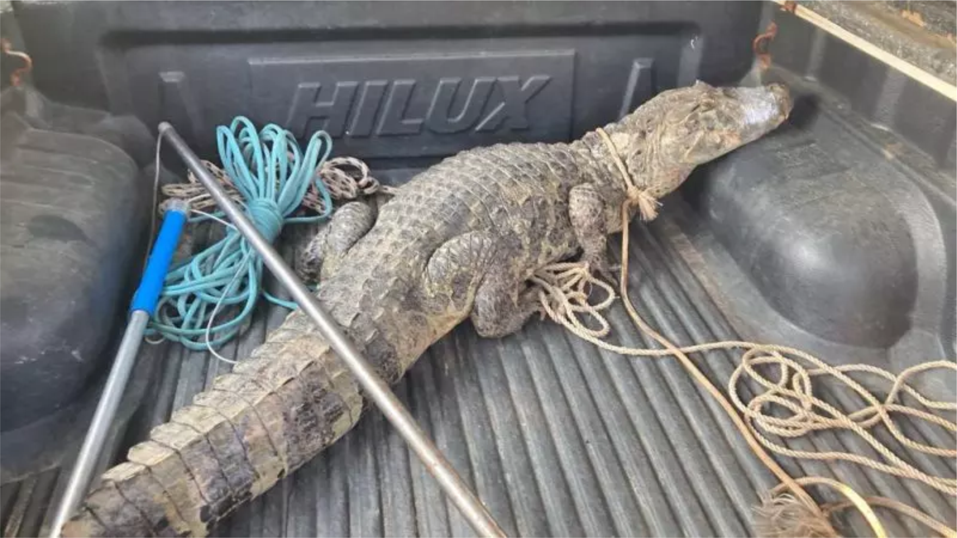 Jacaré aparece em oficina e mecânicos realizam remoção arriscada no Sul de SC