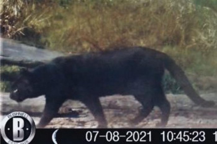 No RS, cientistas descobrem gato selvagem preto ameaçado de extinção
