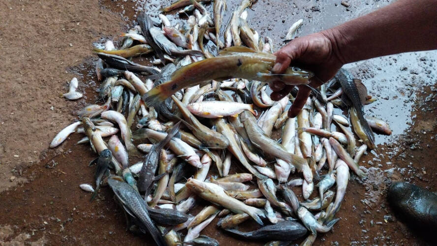 Polícia Ambiental realiza prisão por poluição com mortandade de peixes em Três Passos