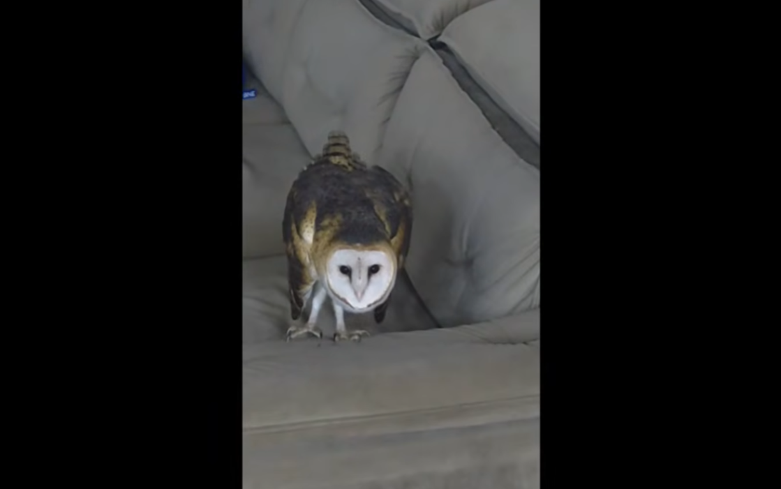 Morador do interior de Crissiumal foi surpreendido com uma coruja das torres sentada em seu sofá durante a madrugada