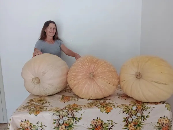 Agricultora colhe abóboras de quase 40kg no RS