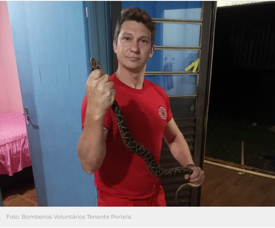 Cobra jararacuçu é capturada em banheiro de residência em Tenente Portela