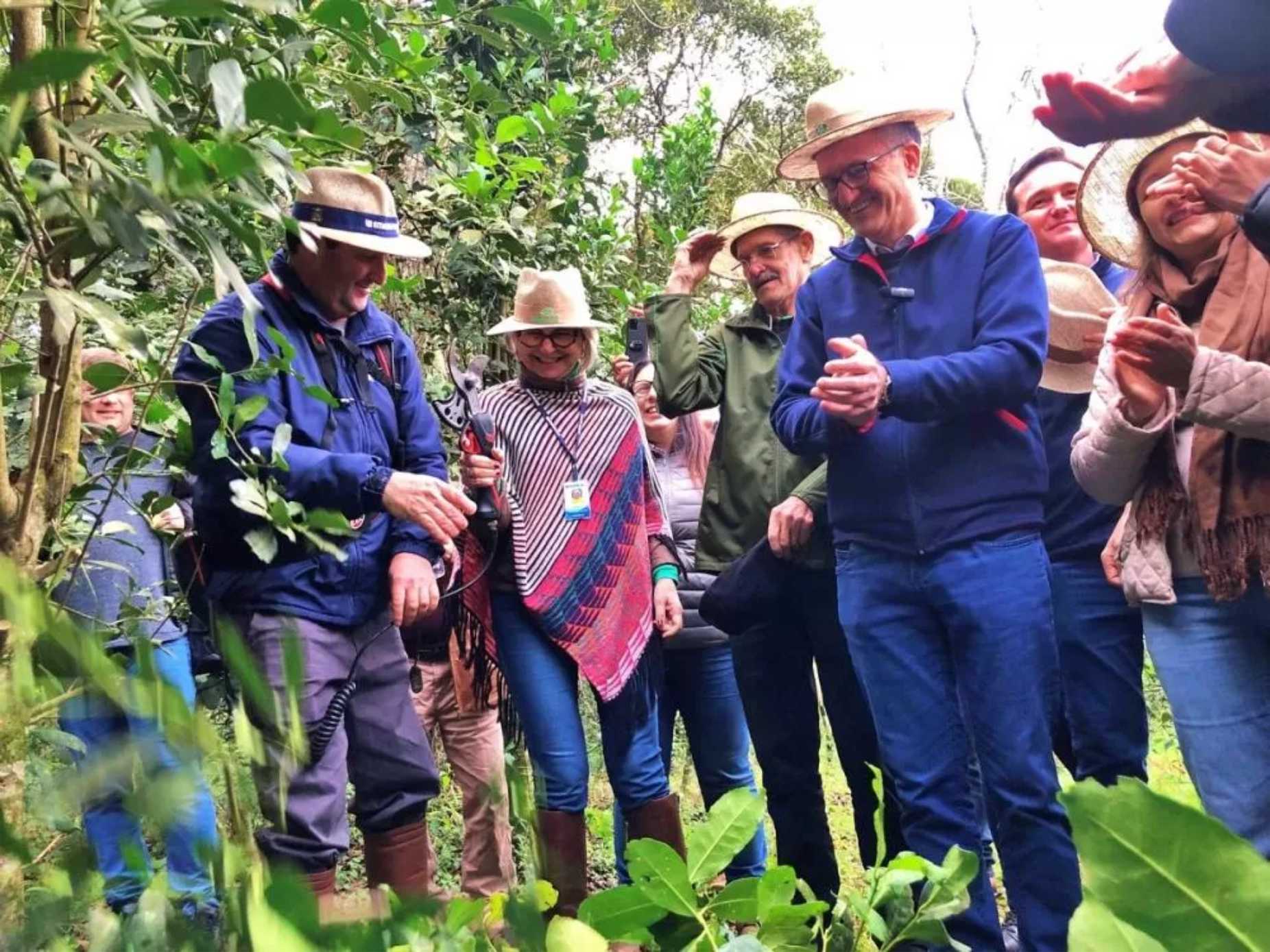 Colheita estadual da erva-mate é aberta em Palmeira das Missões
