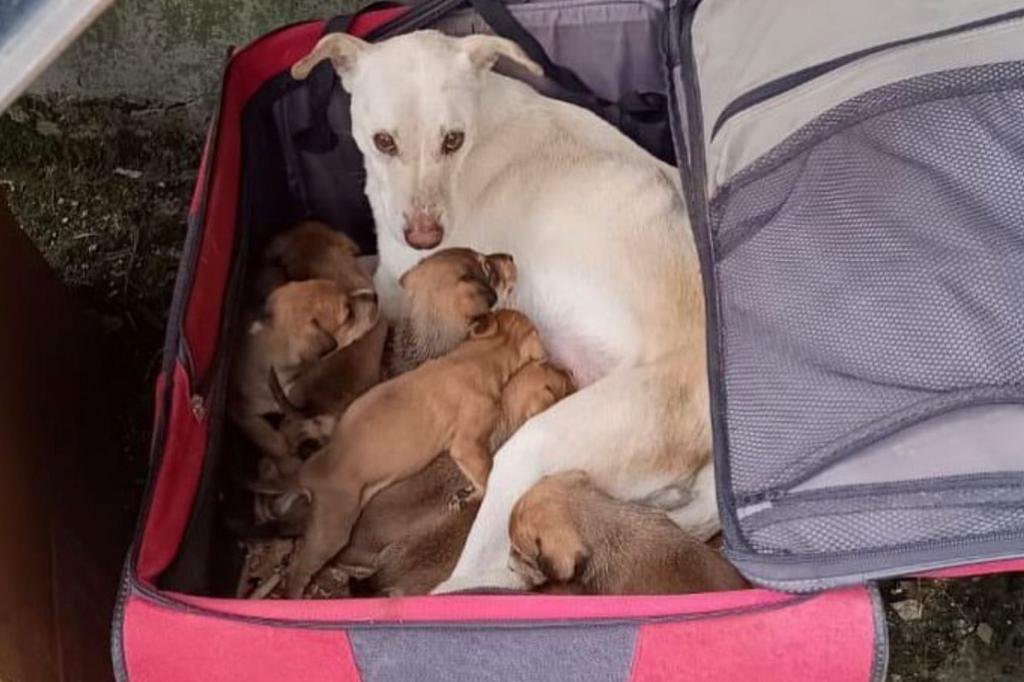 Cachorra é abandonada com seis filhotes dentro de mala em Passo Fundo