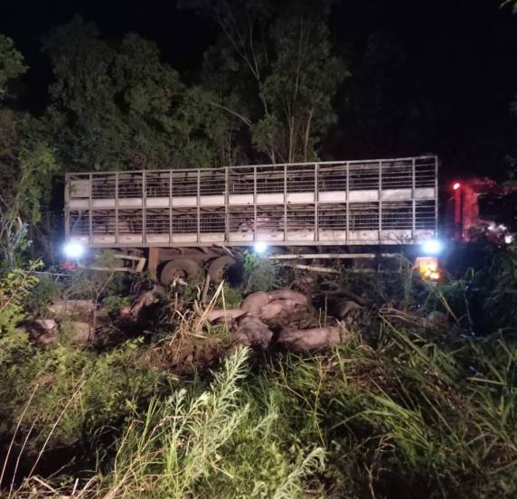 Caminhão carregado de suínos sai da pista e tomba no trajeto entre Nova Candelária e Boa Vista do Buricá