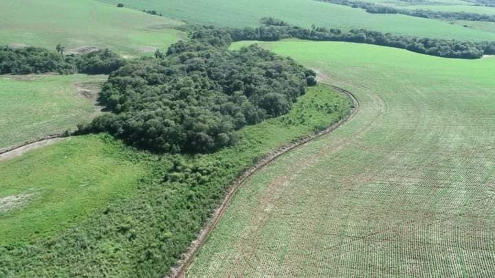 Policiais militares do 2° Batalhão Ambiental da Brigada Militar constatam crime contra flora no interior do município de Tupanciretã