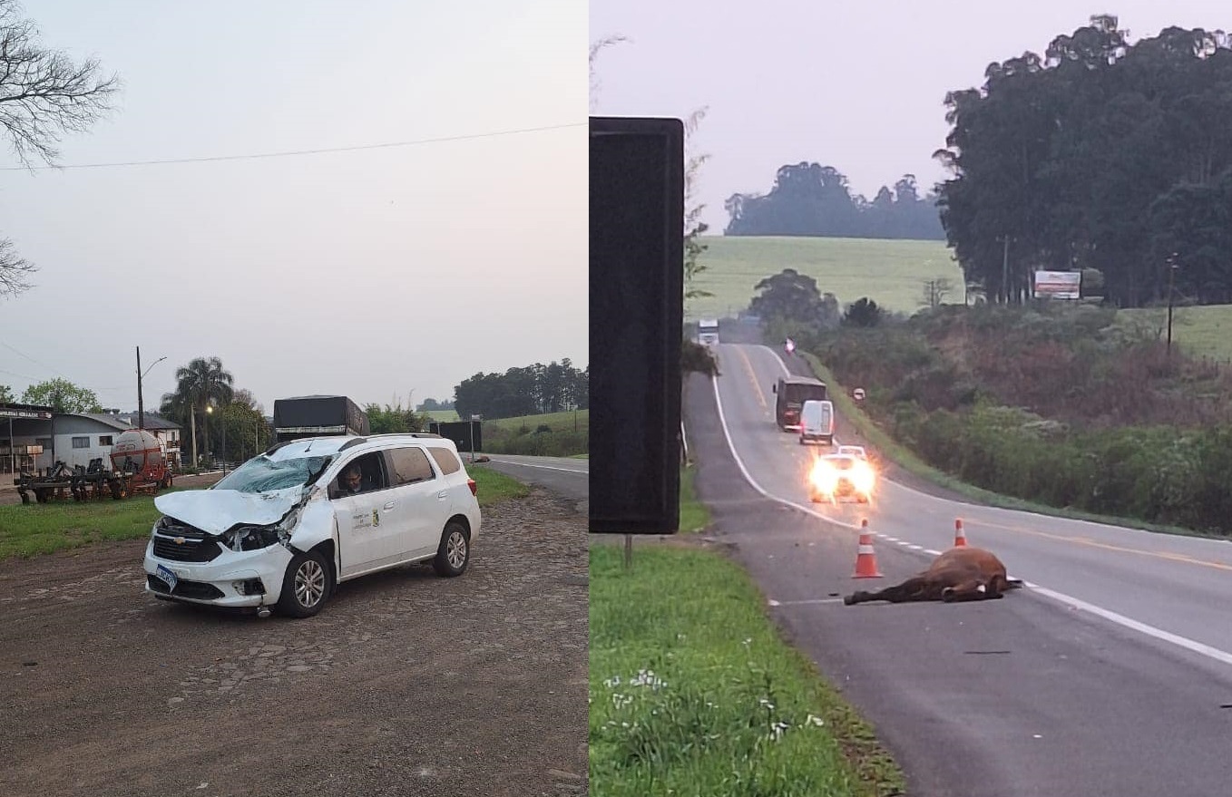 PRF atende acidente de atropelamento de animal em Cruz Alta