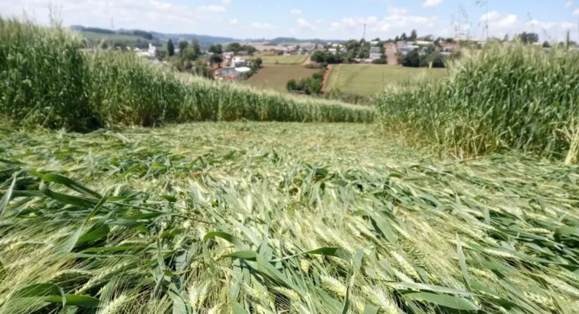 7 indícios de que os símbolos em plantação de Ipuaçu não foram feitos por humanos