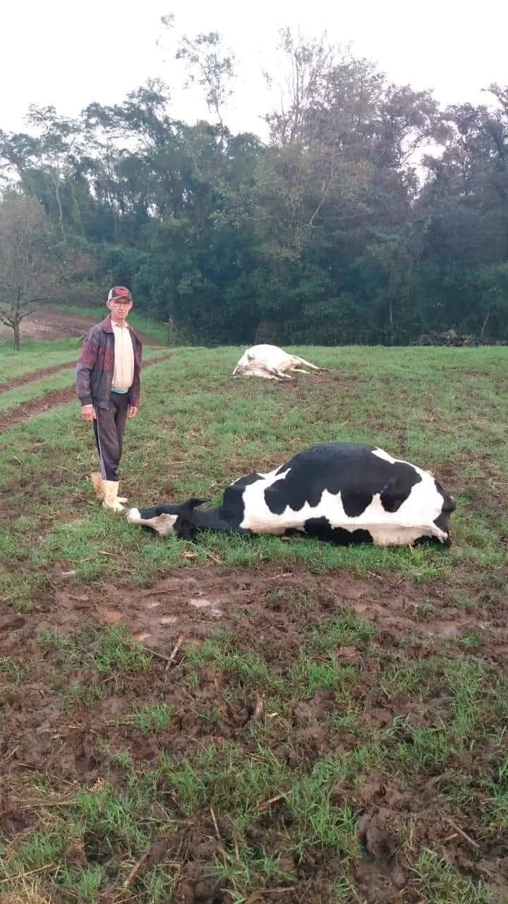 Raio atinge animais em Santo Cristo