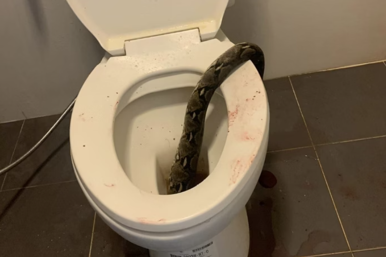 Homem é mordido nos testículos por cobra em vaso sanitário
