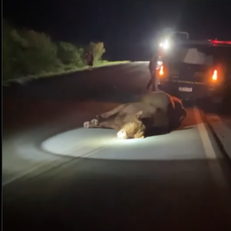 Touro solto em rodovia causa acidente em Santiago