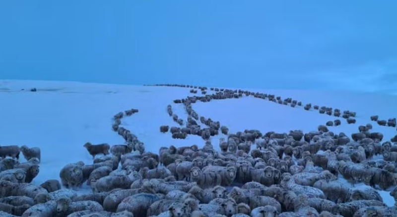 Frio extremo na Patagônia argentina congela animais; entenda fenômeno