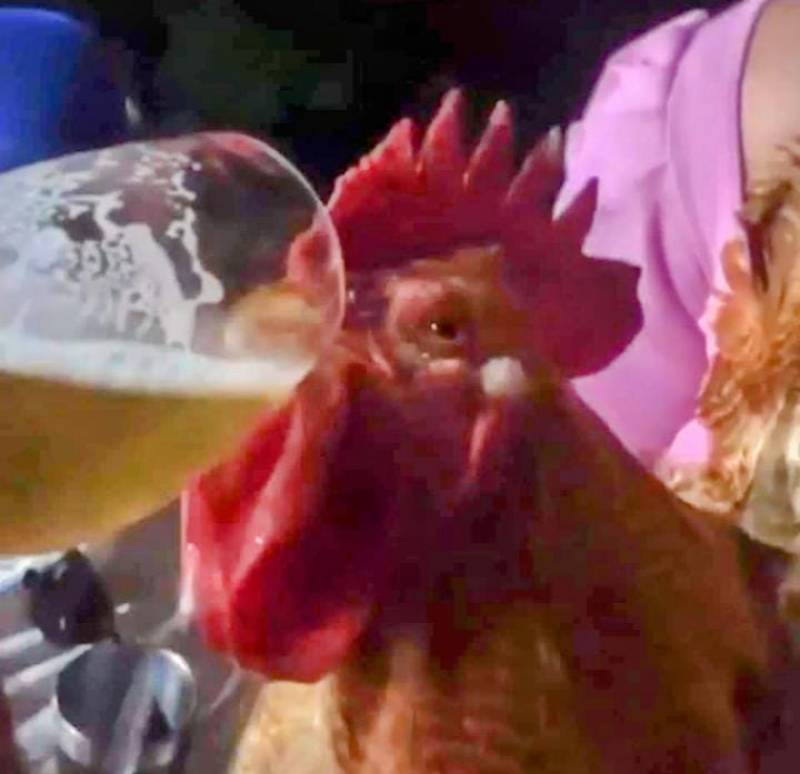 Polícia civil de Panambi indicia duas pessoas por maus tratos aos animais