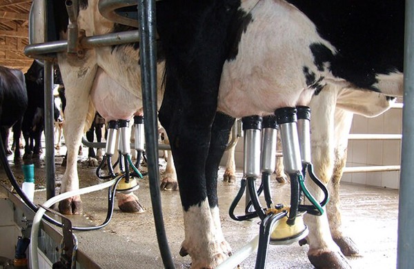 Mais da metade dos produtores de Leite do Rio Grande do Sul abandonaram a atividade nos últimos seis anos